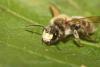 Andrena labialis